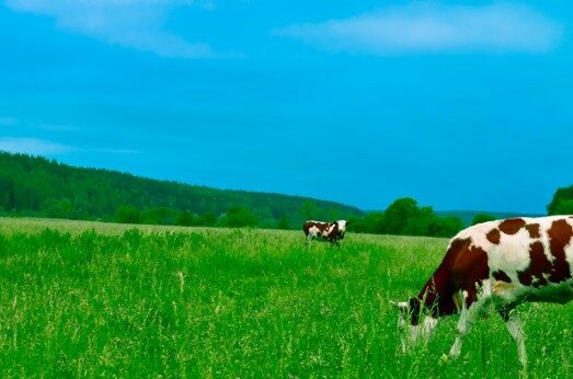 sustainable leather from cows, a by product